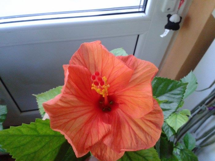 13330338_1049796621759780_580515968_n