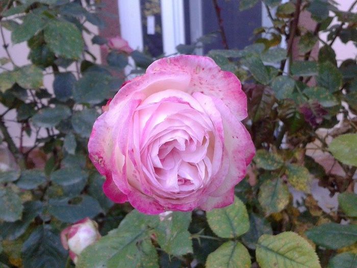 13330418_1049796048426504_2007129415_n