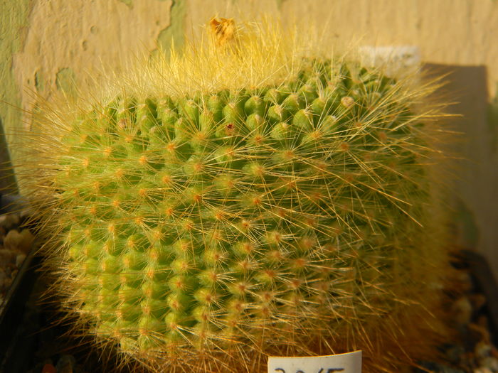 Parodia chrysacanthion - Genul Notocactus-Parodia