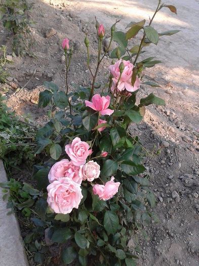 13336281_1049795268426582_1219383951_n