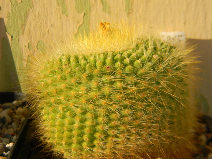 DSCN6939 - Genul Notocactus-Parodia