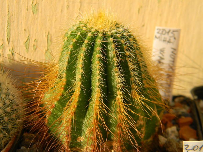 Eriocactus warasii - Genul Notocactus-Parodia