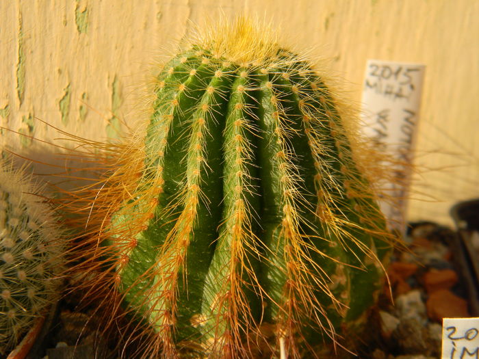 DSCN6941 - Genul Notocactus-Parodia