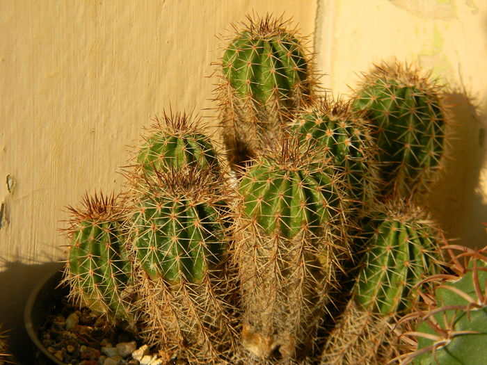 Echinopsis? - Genul Echinopsis