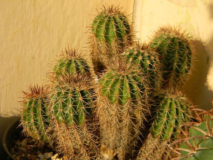 Echinopsis? - Genul Echinopsis