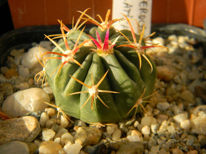 Ferocactus latispinus 3 cm - Genul Ferocactus