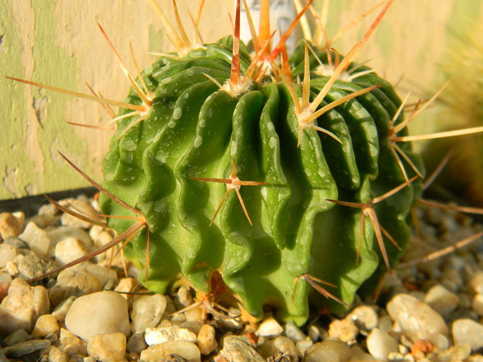 Echinofossulocactus lamellosus - Genul Echinofossulocactus