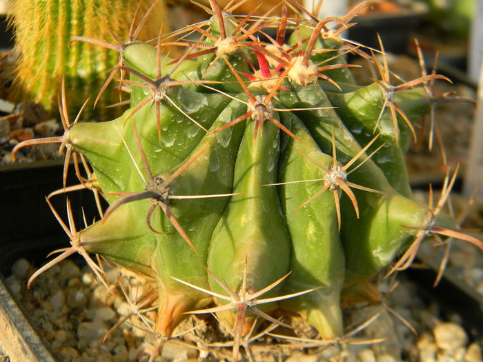 Ferocactus necunoscut - Genul Ferocactus