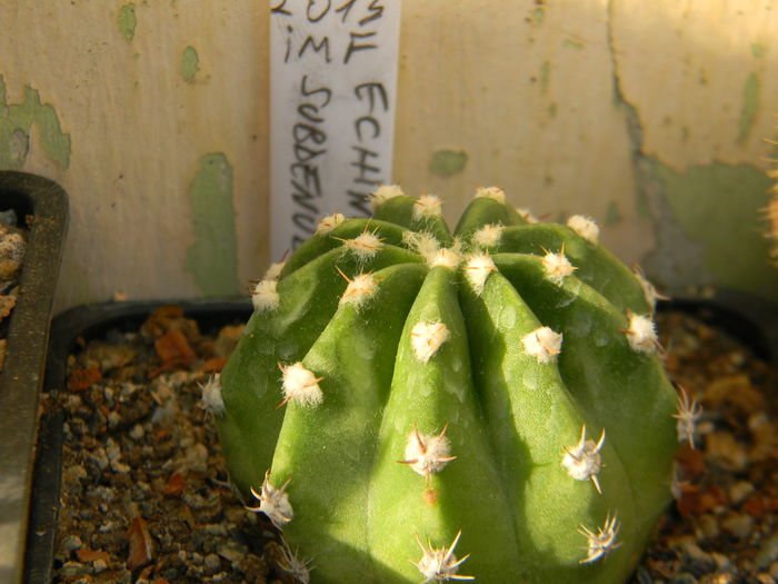 Echinopsis subdenudata - Genul Echinopsis