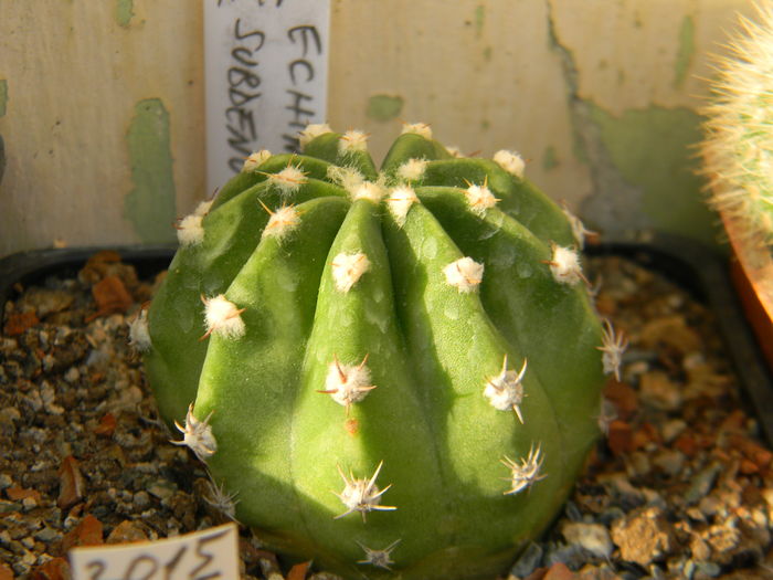 Echinopsis subdenudata