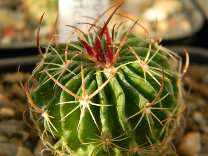 Echinofossulocactus multicostatus