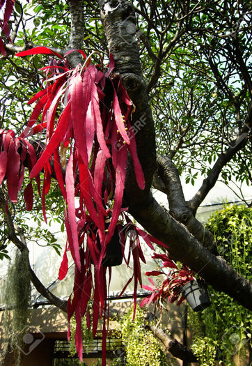 pseudorhipsalis ramulosa