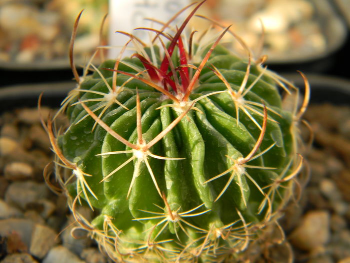 Echinofossulocactus multicostatus - Genul Echinofossulocactus