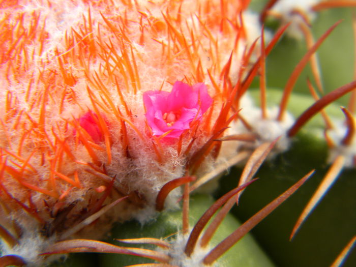 DSCN6954 - Genul Melocactus