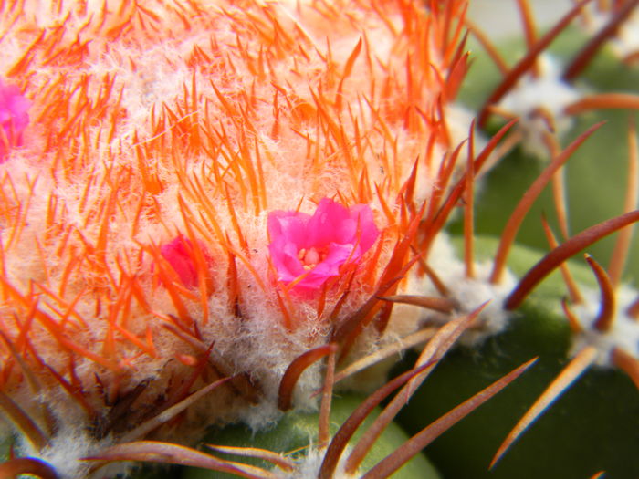 DSCN6957 - Genul Melocactus