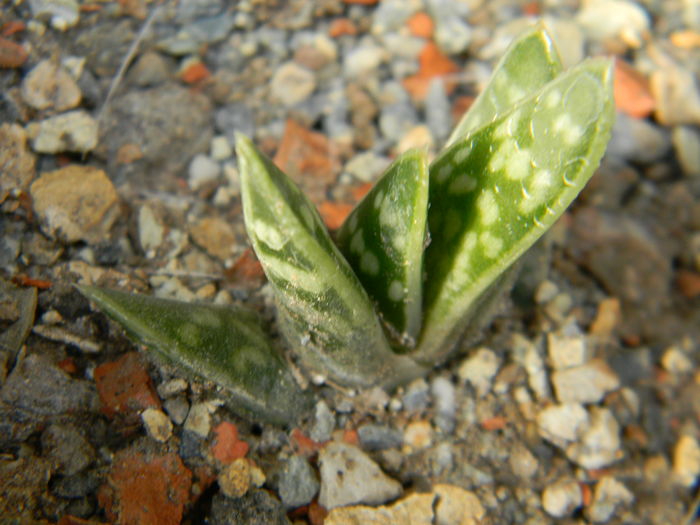 Aloe variegata - 03 - Alte plante suculente - 2016