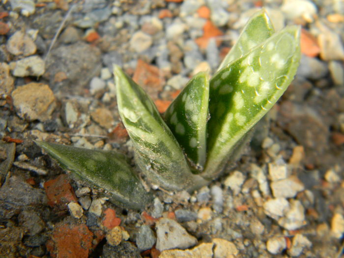 Aloe variegata - 03 - Alte plante suculente - 2016
