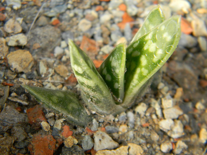 Aloe variegata