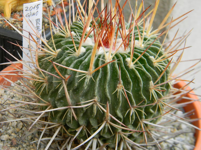 Echinofossulocactus crispatus