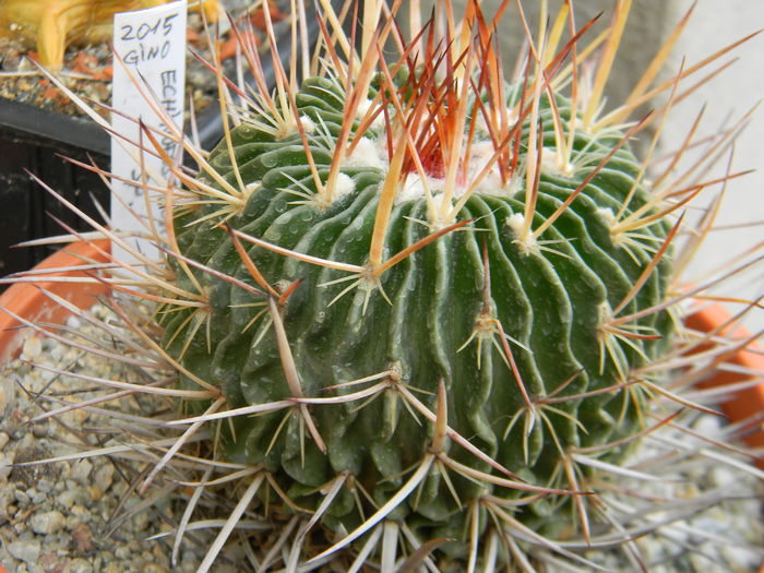 Echinofossulocactus crispatus