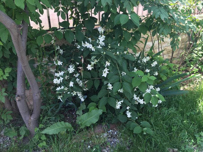 27.05.2016 Isomie GabiScirlat