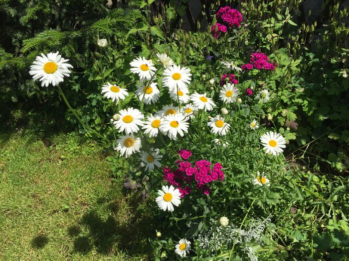 27.05.2016 margarete Ciccic