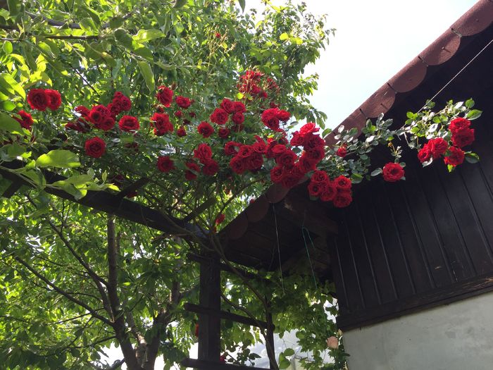 image - TRANDAFIRI 2015_2016