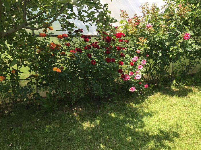image - TRANDAFIRI 2015_2016
