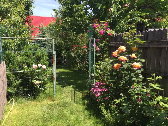 image - TRANDAFIRI 2015_2016