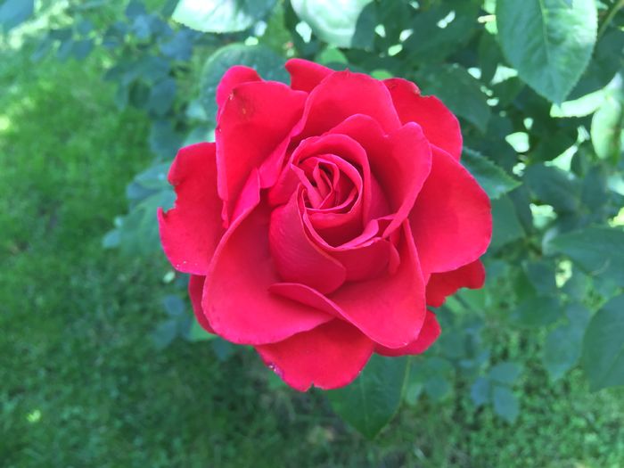 image - TRANDAFIRI 2015_2016