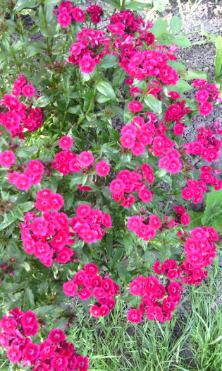 IMG_20160529_193355[1] - dianthus