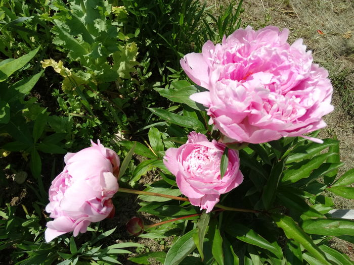 DSC03801 - b-primavara-2016