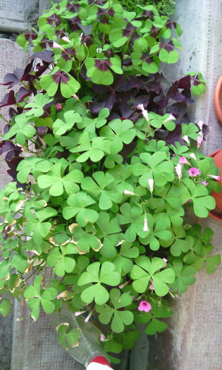 IMG_20160529_193959[1] - oxalis