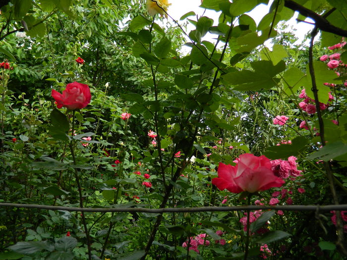 DSCN9823 - 2016 MAI_5