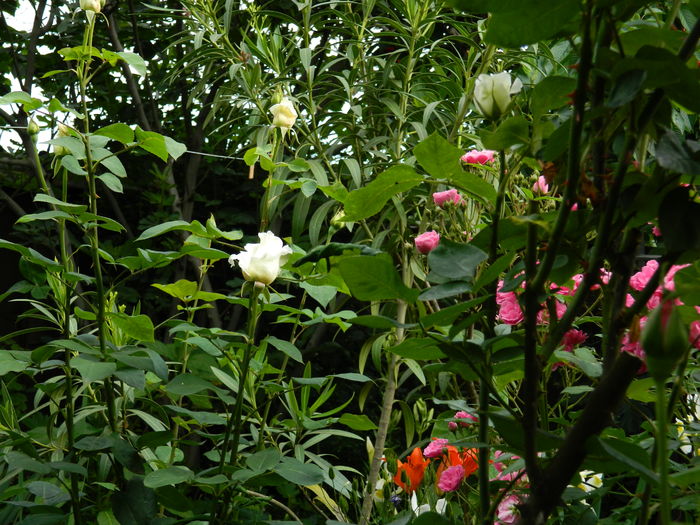 DSCN9828