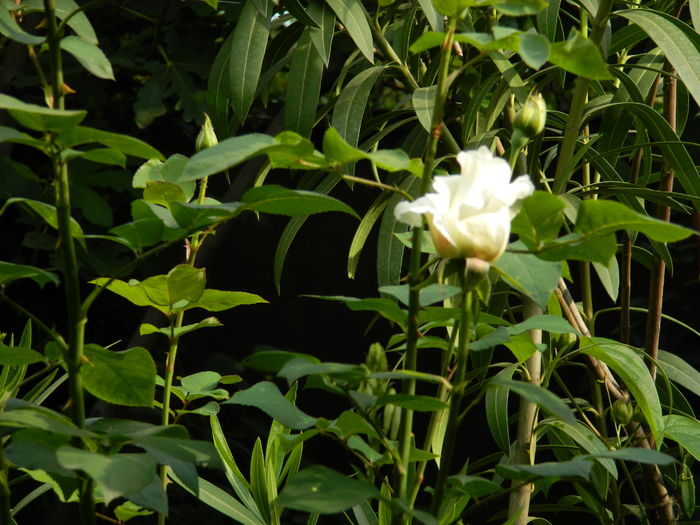 DSCN9829