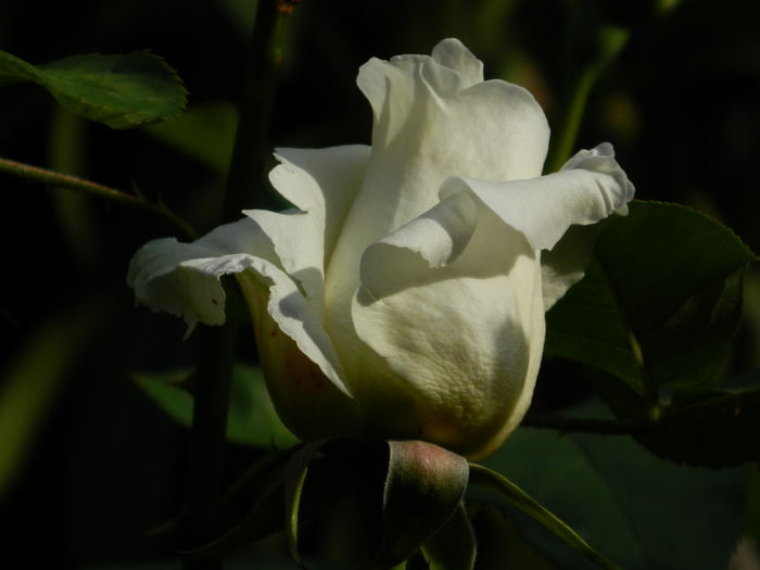DSCN9830