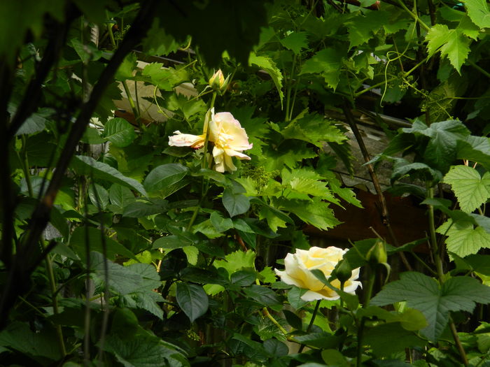 DSCN9835