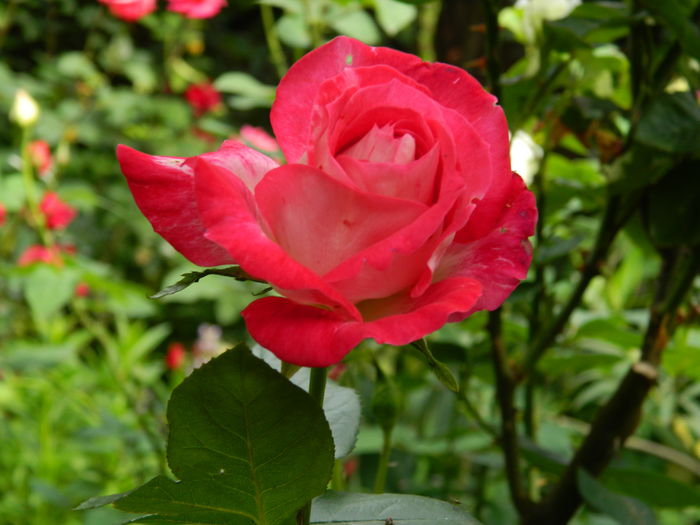DSCN9839
