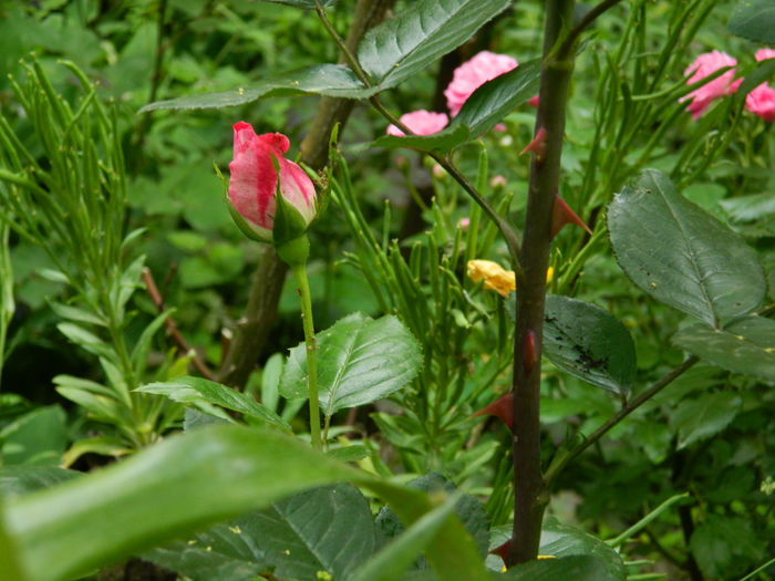 DSCN9840