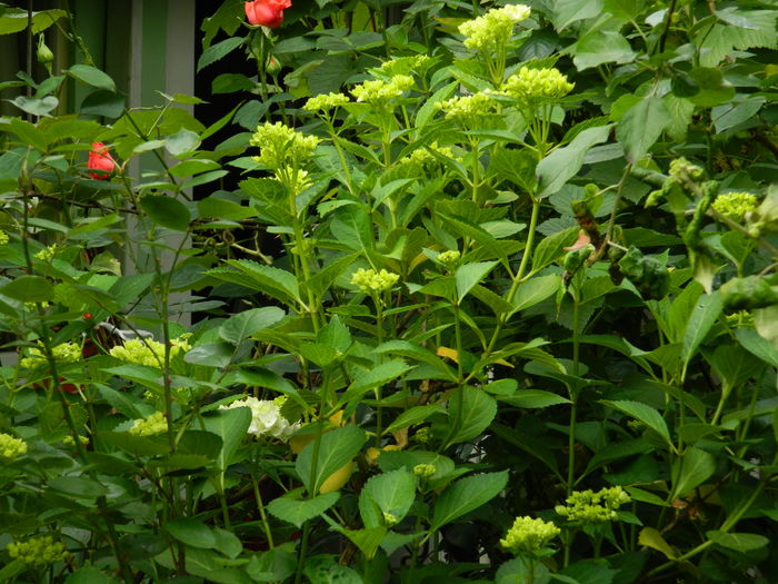 DSCN9854 - 2016 MAI_5