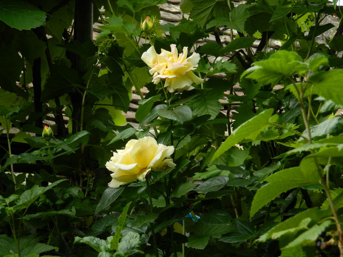 DSCN9866