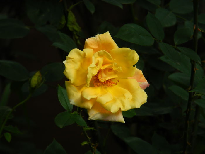 DSCN9868
