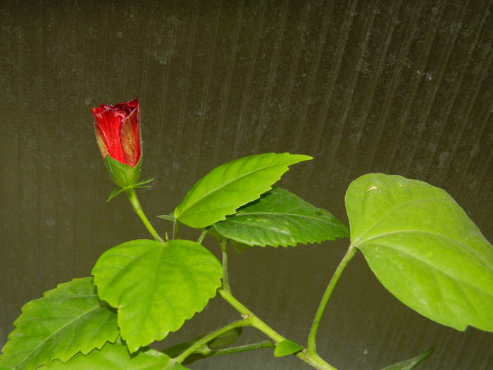 DSCN9885