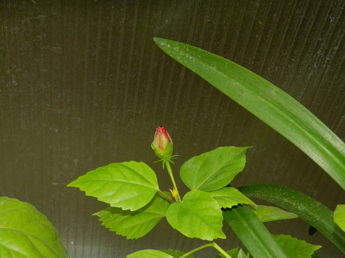 DSCN9886
