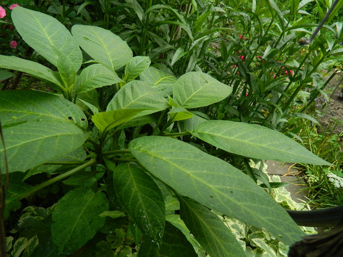 DSCN9891