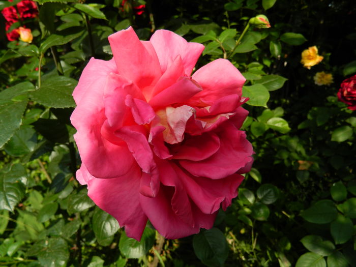 DSCN9896