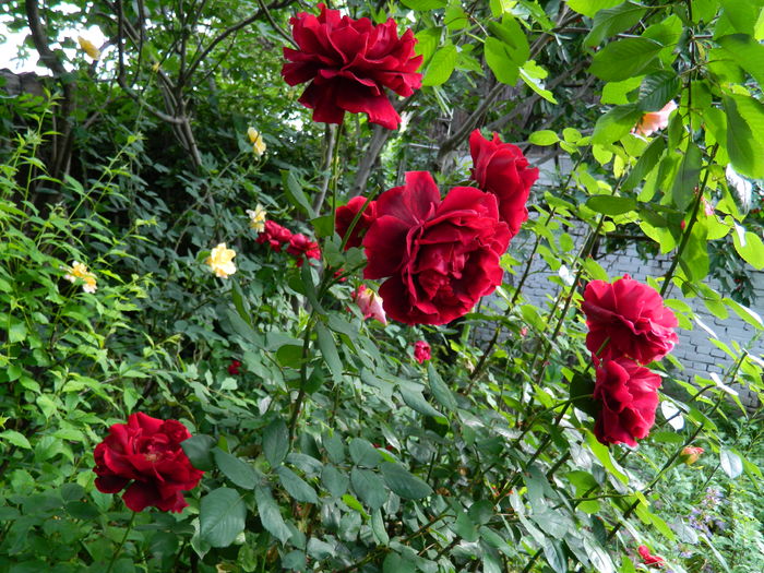 DSCN9899 - 2016 MAI_5