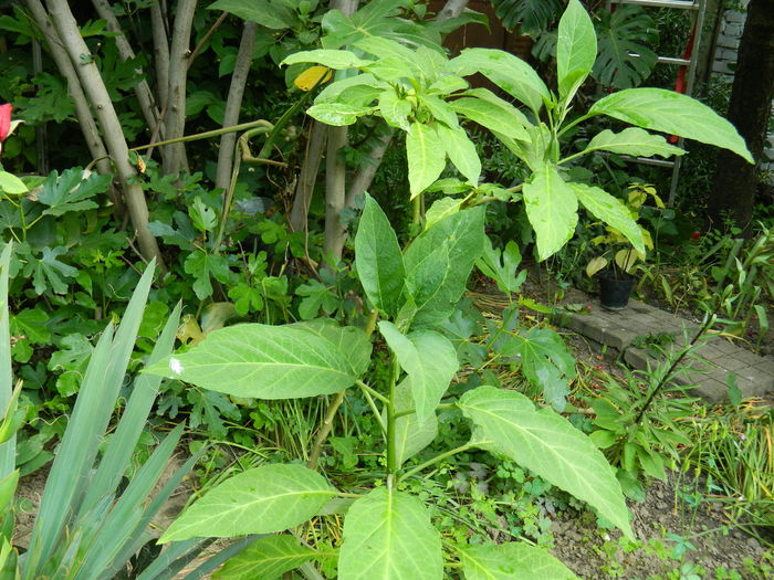 DSCN9904