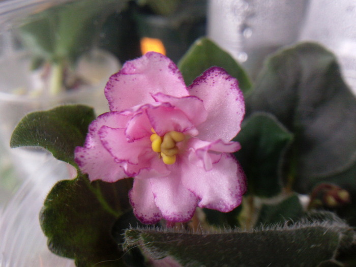 Photo0674 - VIOLETE AFRICANE saintpaulia  2010-2011                                                             